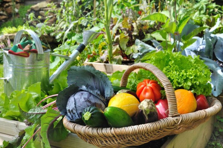 Plant Selection